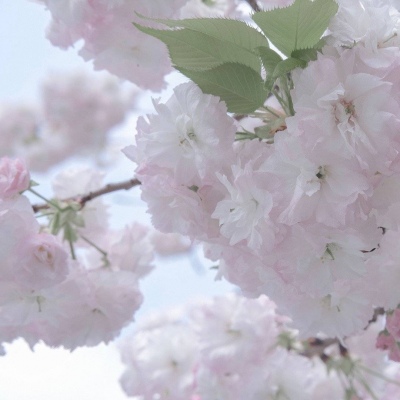 承德FurryQQ群介绍